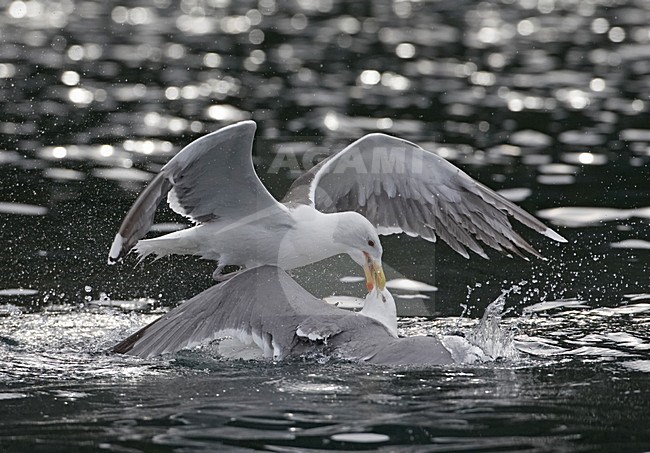 Grote Mantelmeeuw, Greater Black-backed Gull, Larus marinus stock-image by Agami/Jari Peltomäki,