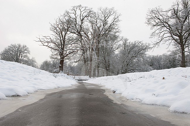 Winter op Landgoed Twickel; Winter at Landgoed Twickel stock-image by Agami/Han Bouwmeester,