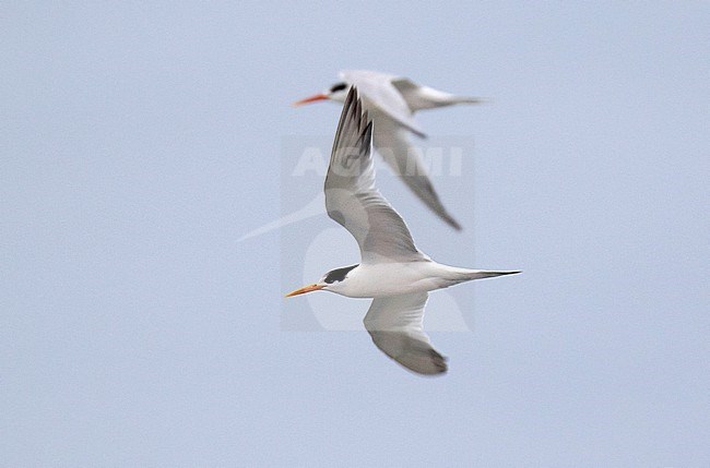 Wintering Elegant Tern (Thalasseus elegans) at the coast of Chile. Two birds in flight seen from below. stock-image by Agami/Dani Lopez-Velasco,