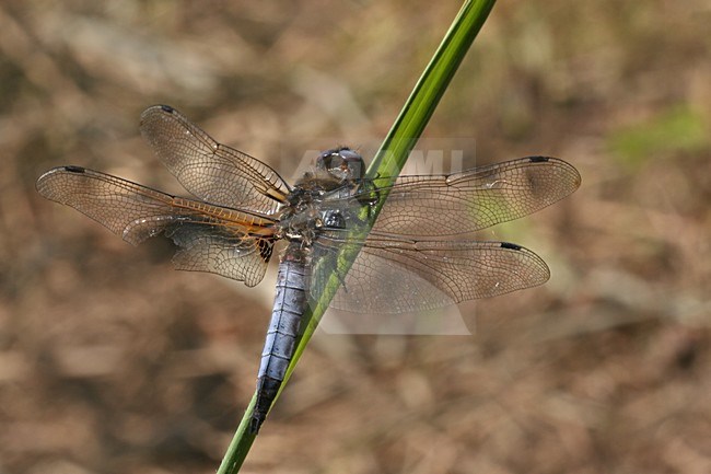 Bruine korenbout, Scarce Chaser stock-image by Agami/Bas Haasnoot,