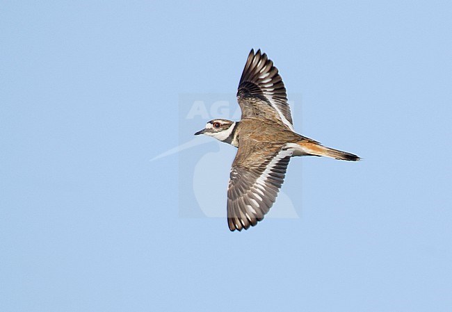 Volwassen Killdeerplevier in vlucht, Adult Killdeer in flight stock-image by Agami/Mike Danzenbaker,