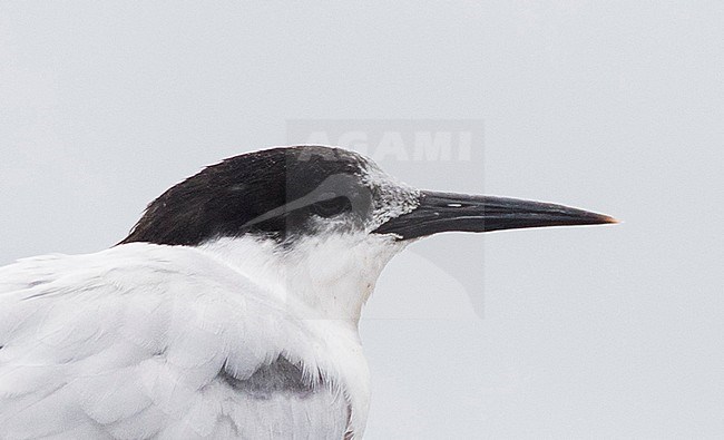Extreme close-up Roseate Tern (Sterna dougallii) in late summer on Madeira, Portugal. Adult moulting into winter plumage. stock-image by Agami/Marc Guyt,