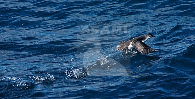 Subantarctische Kleine Pijlstormvogel, Subantarctic Little Shearwater, Puffinus elegans stock-image by Agami/Marc Guyt,