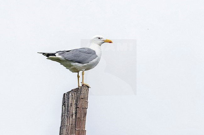 Adult Steppe Gull perched on a post in Rebristyy near Ekaterinburg, Russia. June 12, 2016. stock-image by Agami/Vincent Legrand,