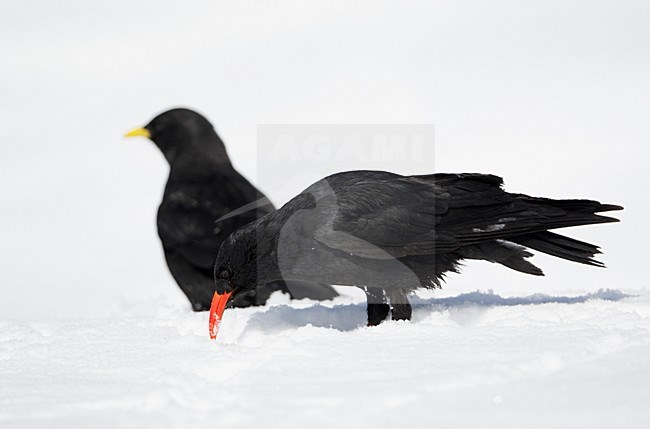 Alpenkraai in de sneeuw; Red-billed Chough in the snow stock-image by Agami/Markus Varesvuo,