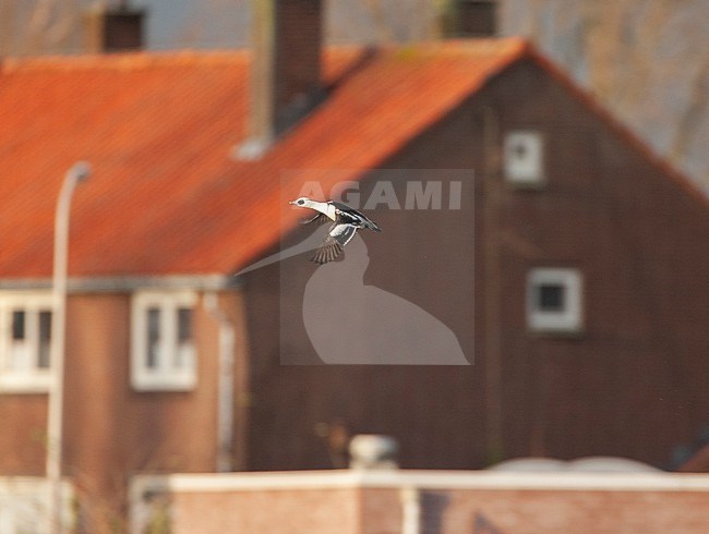 Smew (Mergellus albellus) wintering in the Netherlands. Male in flight in front of a house near Harderwijk. stock-image by Agami/Marc Guyt,