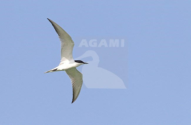 Lachstern, Gull-billed Tern stock-image by Agami/Roy de Haas,