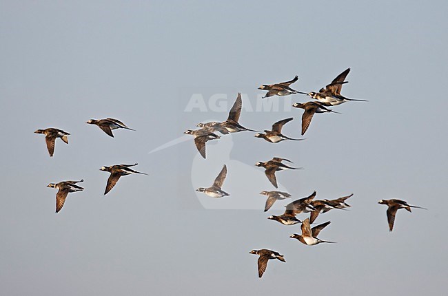 IJseenden in vlucht; Long-tailed Ducks in flight stock-image by Agami/Markus Varesvuo,