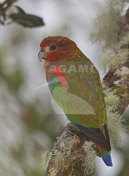 Rusty-faced Parrot (Hapalopsittaca amazonina velezi) at ProAves Dusky Starfrontlet Reserve, Urrao, Antioquia, Colombia. IUCN Status Vulnerable. stock-image by Agami/Tom Friedel,