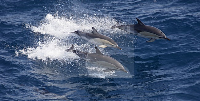 Gewone Dolfijn, Short-Beaked Common Dolphin, Delphinus delphis stock-image by Agami/Hugh Harrop,