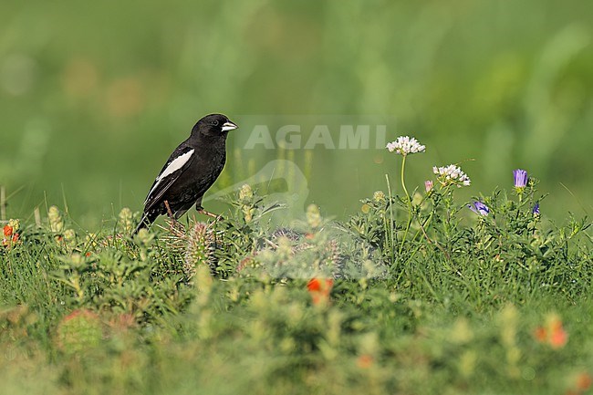 Adult male breeding
Weld Co., CO
June 2023 stock-image by Agami/Brian E Small,