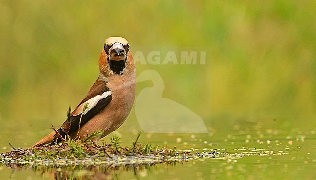 Coccothraustes coccothraustes stock-image by Agami/Eduard Sangster,