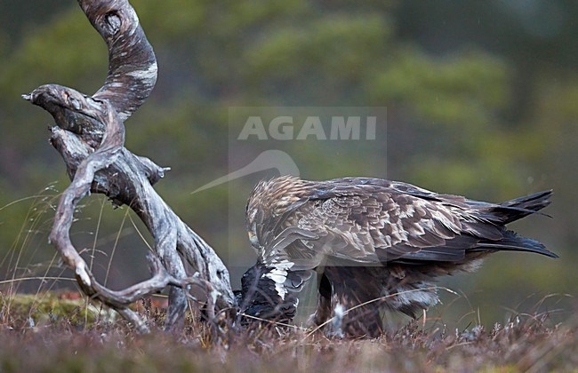 Adulte Steenarend op prooi, Adult Golden Eagle on prey stock-image by Agami/Markus Varesvuo,