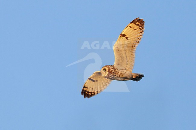 Short-eared_Owl (Asio flammeus), adult male in flight seen from below, Northeastern Region, Iceland stock-image by Agami/Saverio Gatto,