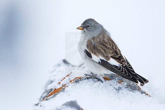 White-winged Snowfinch - Schneesperling - Montifringilla nivalis ssp. nivalis, adult, Swiss stock-image by Agami/Ralph Martin,