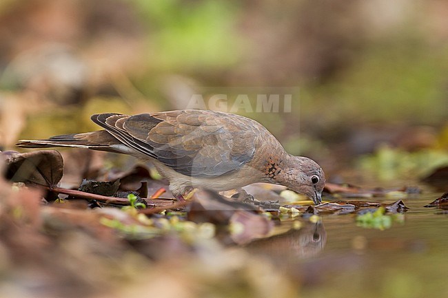 Laughing Dove - Palmtaube - Streptopelia senegalensis ssp. cambayensis, Turkey, adult stock-image by Agami/Ralph Martin,