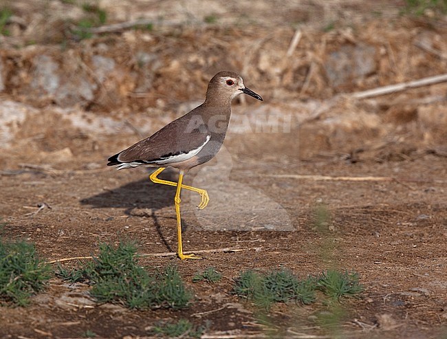 White-tailed Lapwing (Vanellus leucurus) stock-image by Agami/Andy & Gill Swash ,