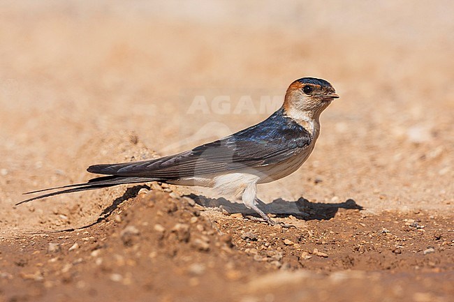 Western Red-rumped Swallow, Roodstuitzwaluw, Cecopris daurica ssp. rufula, Croatia, adult stock-image by Agami/Ralph Martin,