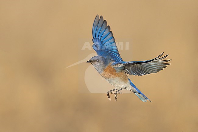 Adult male
Santa Barbara Co., CA
November 2022 stock-image by Agami/Brian E Small,