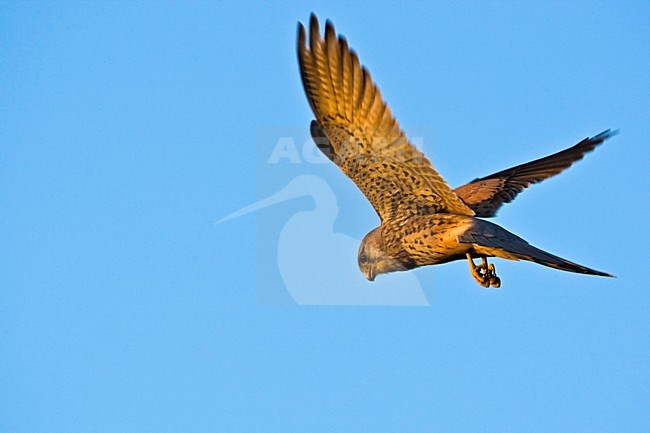 Torenvalk vliegend; Common Kestrel flying stock-image by Agami/Wim Wilmers,