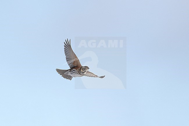 Redwing (Turdus iliacus iliacus) in flight at Rudersdal, Denmark stock-image by Agami/Helge Sorensen,