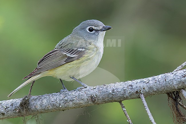 Cassin's Vireo (Vireo cassinii) perched on a branch in British Columbia, Canada stock-image by Agami/Glenn Bartley,