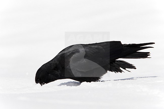 Alpenkraai in de sneeuw; Red-billed Chough in the snow stock-image by Agami/Markus Varesvuo,