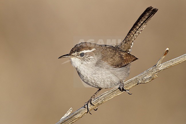 Adult 
San Diego Co., CA
April 2011 stock-image by Agami/Brian E Small,