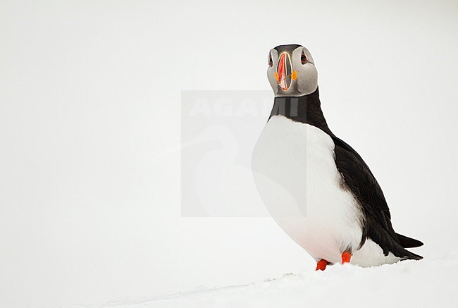 Papegaaiduiker in de sneeuw, Atlantic in the snow stock-image by Agami/Danny Green,