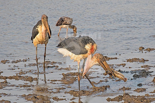 Marabou stork (Leptoptilos crumenifer) in Tanzania. Eating a big fish. stock-image by Agami/Pete Morris,