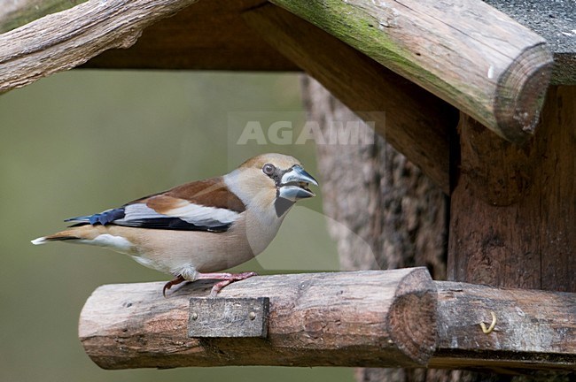Appelvink zittend op een voedersilo; Hawfinch perched on a feeder; stock-image by Agami/Han Bouwmeester,