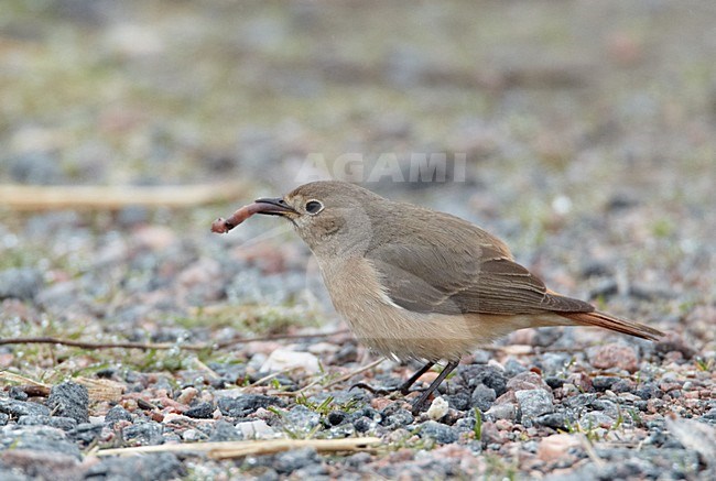 Vrouwtje Gekraagde Roodstaart; Female Common Redstart stock-image by Agami/Markus Varesvuo,