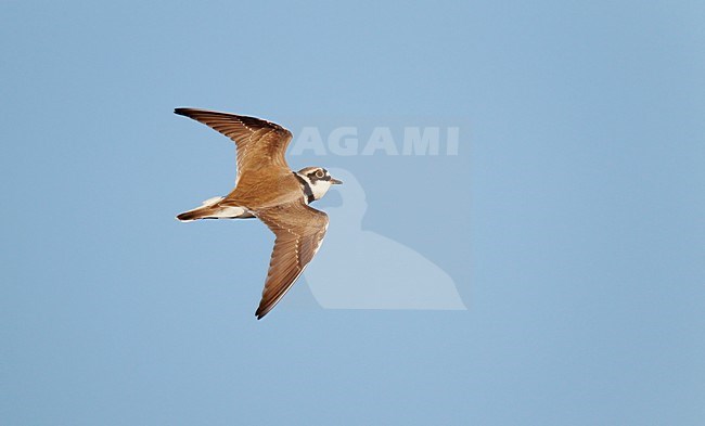 Kleine Plevier zingend en roepend in baltsvlucht;Little Ringed Plover in songflight stock-image by Agami/Ran Schols,