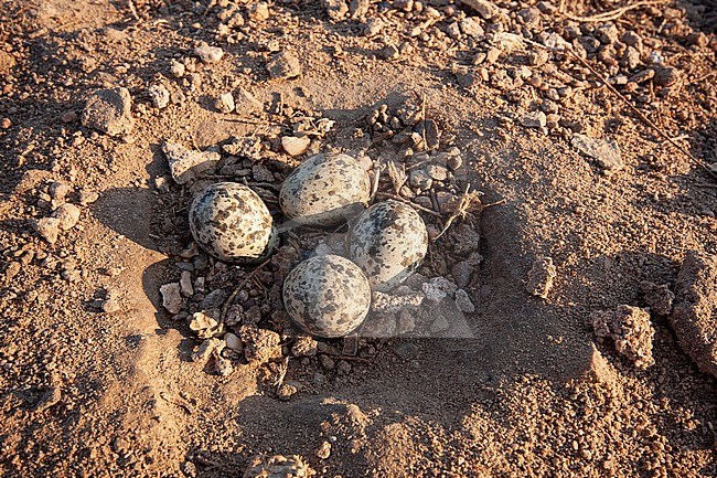 Nest with four eggs of Spur-wingend Lapwing (Vanellus spinosus) situated on the golf course of the Steigenberger hotel complex in Egypt. stock-image by Agami/Edwin Winkel,