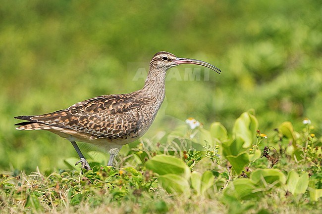 Adult
Kahuku, Oahu, HI
March 2022 stock-image by Agami/Brian E Small,