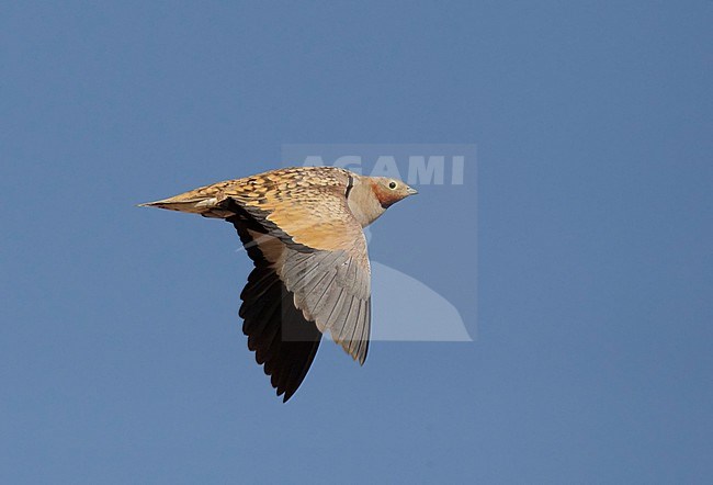 Zwartbuikzandhoen, Black-bellied Sandgrouse, Pterocles orientalis stock-image by Agami/Tomi Muukkonen,