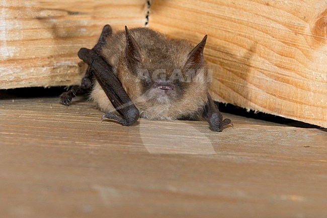 Ingkorven vleermuis, Geoffroy's bat, Myotis emarginatus stock-image by Agami/Theo Douma,