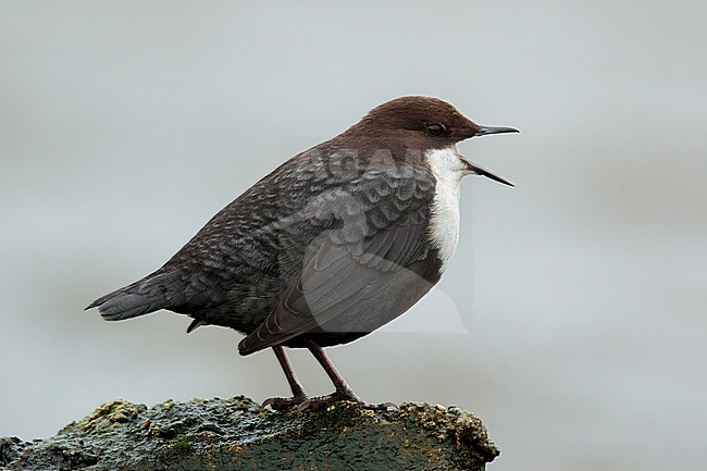 Zwartbuikwaterspreeuw met bek open; Black-bellied Dipper with beak open; stock-image by Agami/Walter Soestbergen,