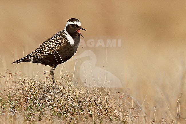 American Golden-Plover (Pluvialis dominica) on the tundra in Churchill, Manitoba, Canada. stock-image by Agami/Glenn Bartley,