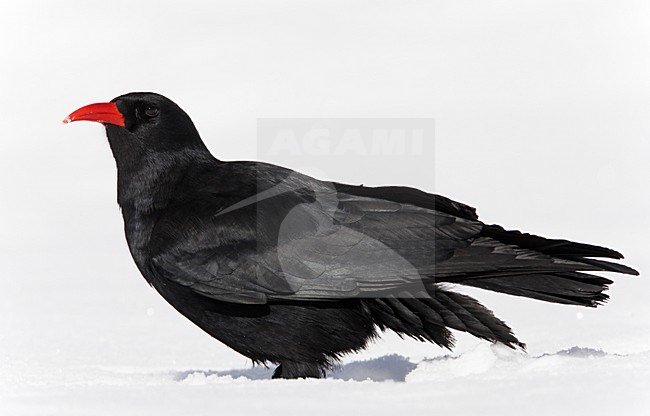 Alpenkraai in de sneeuw; Red-billed Chough in the snow stock-image by Agami/Markus Varesvuo,