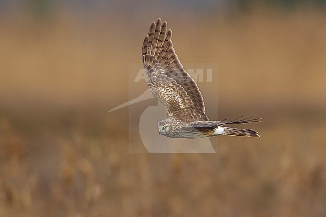 Blauwe Kiekendief vrouw in vlucht; Hen Harrier female in flight stock-image by Agami/Daniele Occhiato,