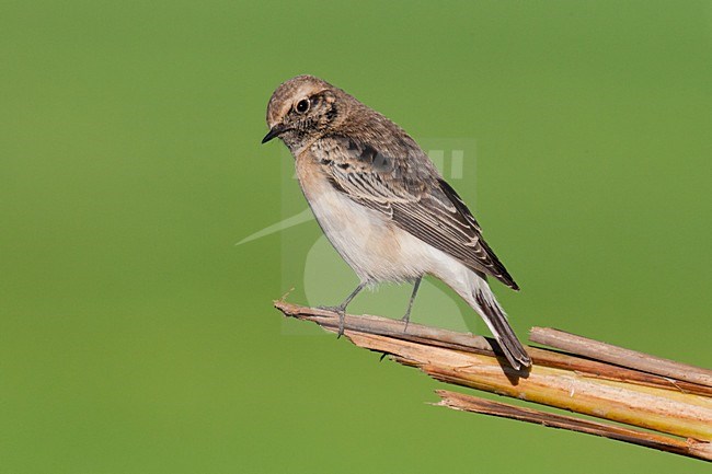 Bonte Tapuit, Pied Wheatear, Oenanthe pleschanka stock-image by Agami/Arnold Meijer,