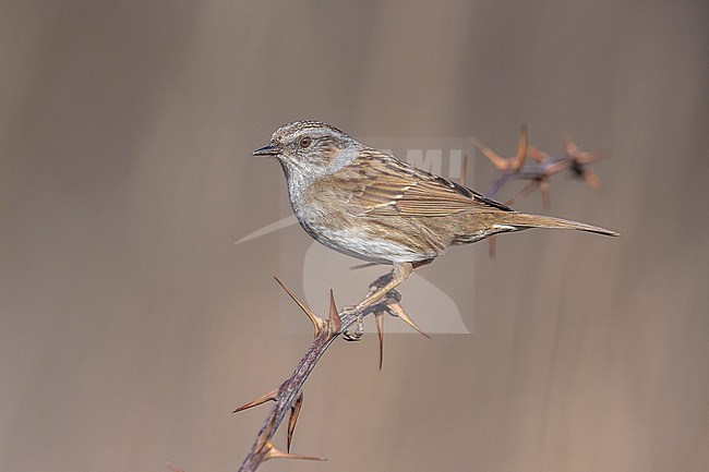 Adult probably male Common Dunnock (Prunella modularis modularis) perched on a branch in Florence, Tuscany, Italy. stock-image by Agami/Vincent Legrand,