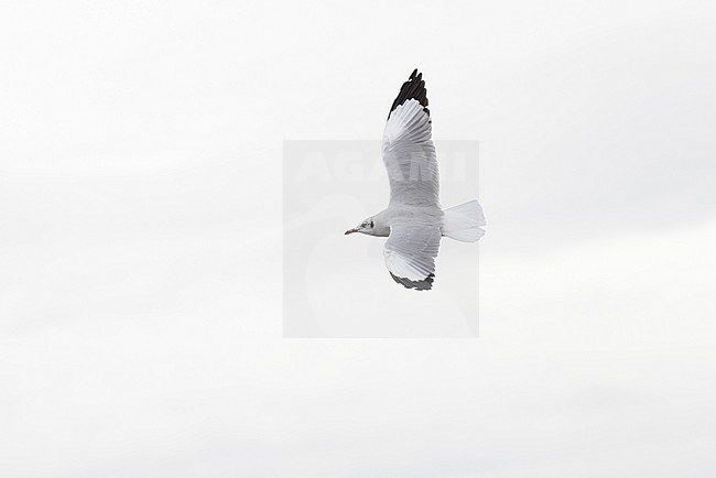 Adult Brown-headed Gull (Chroicocephalus brunnicephalus) in winter plumage in flight, Thailand stock-image by Agami/David Monticelli,