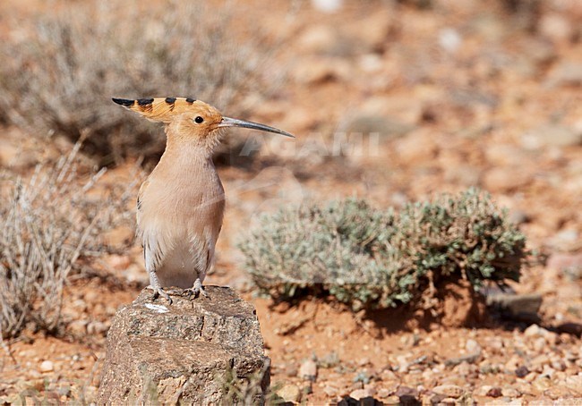 Hop zittend; Eurasian Hoopoe perched stock-image by Agami/Markus Varesvuo,