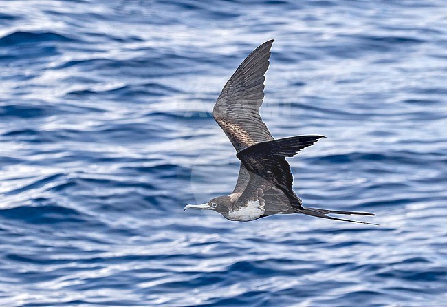 Female Great Frigatebird, Fregata minor, in flight. Photographed during a French Polynesia & The Cook Islands expedition cruise. stock-image by Agami/Pete Morris,