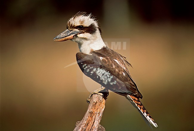 Kookaburra zittend op stok Australie, Laughing Kookaburra on perch Australia stock-image by Agami/Wil Leurs,