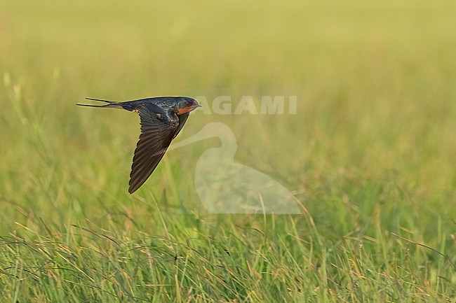 Adult American Barn Swallow (Hirundo rustica erythrogaster) in flight Galveston County, Texas, United States. stock-image by Agami/Brian E Small,