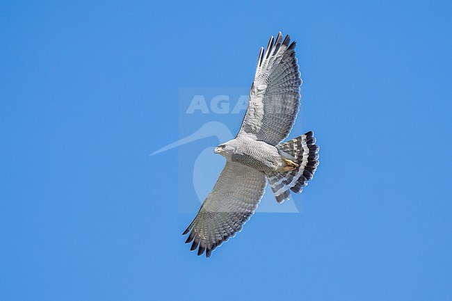 Adult 
Pima Co., AZ
April 2024 stock-image by Agami/Brian E Small,