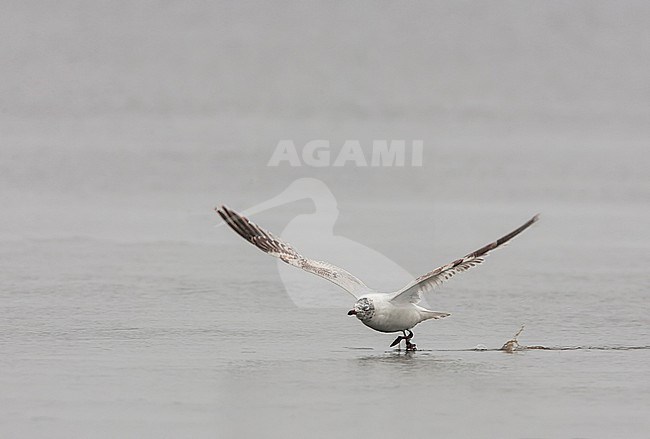 Subadult Relict gull, Ichthyaetus relictus, in eastern China. stock-image by Agami/Bas van den Boogaard,